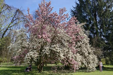 Cvetoče magnolije Arboretum Volčji Potok Foto Mateja Račevski-1